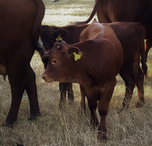 Two brown calves next to their mothers