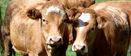 Cows close up.jpg