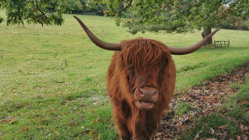 Highland Cow - Maria Rodrigues.jpg