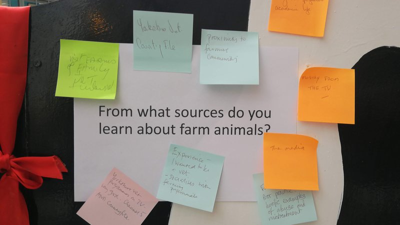 A question 'from what sources do you learn about farm animals?' is printed in black text on a white A4 piece of paper. It is stuck onto a large black and white wooden cow. Surrounding the question are multiple coloured hand written sticky notes.