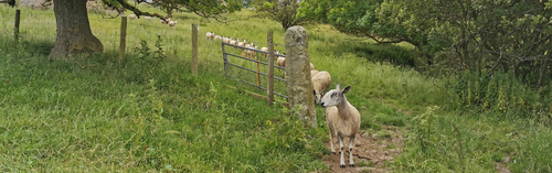Line sheep croped.png