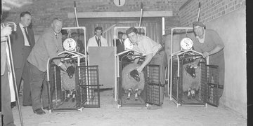 The National Sheep Exhibition in Harrogate in 1959