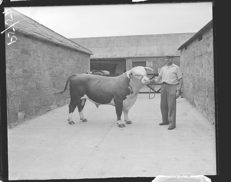 A bull from the 1959 British Association Tour, Norham, Northumberland