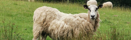 Sheep close up cropped.png