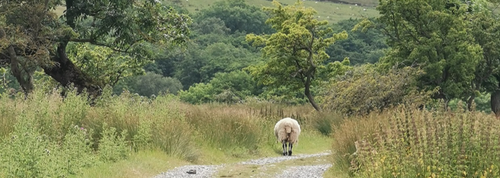 Sheep distance cropped.png