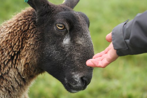 A photograph of a close-up showing a ewe sheep (left) tentatively extending its head toward a hand, reaching in from the right. Only the sheep&#x27;s head and a little part of its neck is visible - its coat is coarse and grey-white. The hand is open, palm facing up, only visible to just past the wrist.