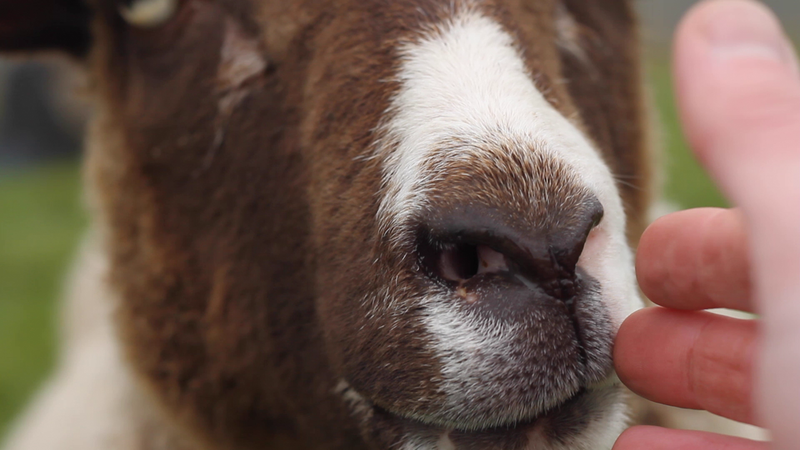 A close-up photograph of the brown and white, furry snout of a sheep with the hand of the photographer reaching out to it from the camera. The sheep is smelling the hand as it touches gently the face of the sheep.