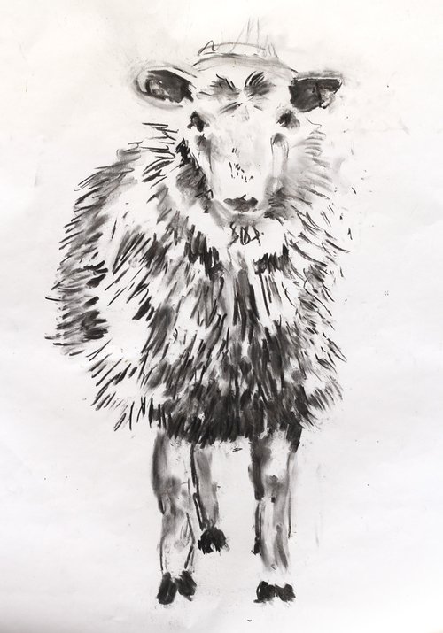 A charcoal drawing by Shane Finan on white paper of a sheep looking directly at the viewer. The sheep is looking face-on, wth two front legs straight down from its head and a slight turn in its body on the left-hand side. The drawing is made ith quick, sharp black charcoal marks, light on the face and upper body and dark below.