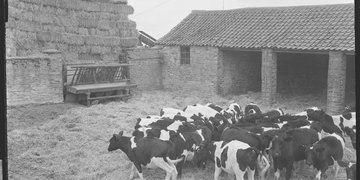 Beef cattle at a 1959 Young Farmers Club one day course in Goathland, Yorkshire