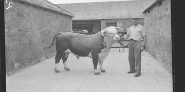 A bull from the 1959 British Association Tour, Norham, Northumberland