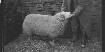 A sheep pictured for the Welsh Mountain Sheep Story, 1959